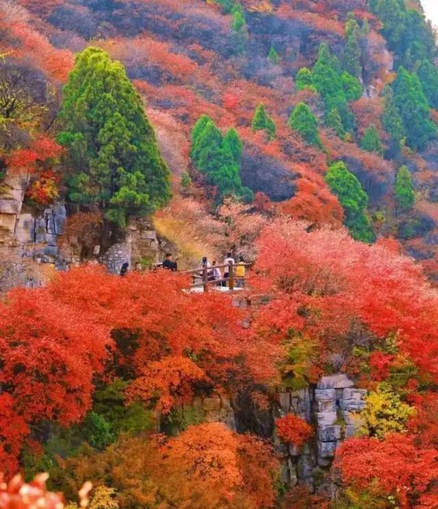 北京香山红叶