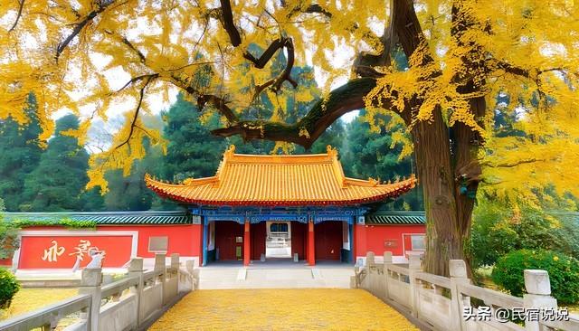 十大银杏观赏地之一的山东浮来山真的黄了！