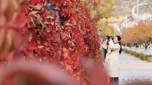 把灵台秋韵的山水诗意 都藏进这个秋天里
