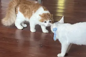 猫咪“应激”到死亡只需要一天，出现这5个症状，千万不能大意！图片