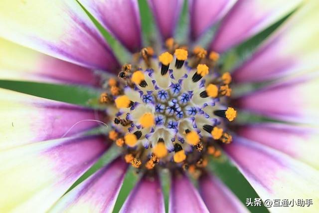 用佳能微距镜头拍出精美“花卉微距写真”的秘诀!