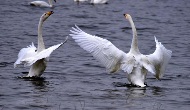 秋景如画，运城等你！11月文旅活动暖心启幕