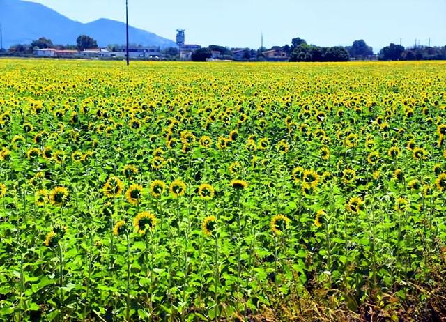 欧洲旅游：意大利从米兰到佛罗伦萨行（图）