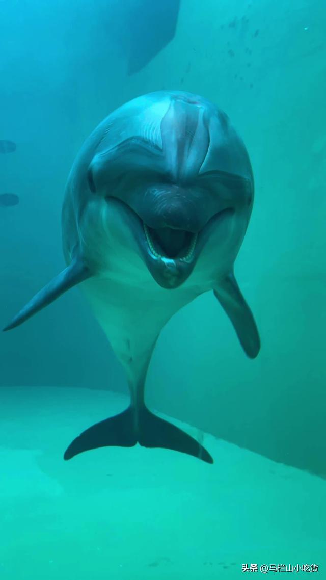 哈尔滨旅游，极地公园 | 超全打卡攻略！