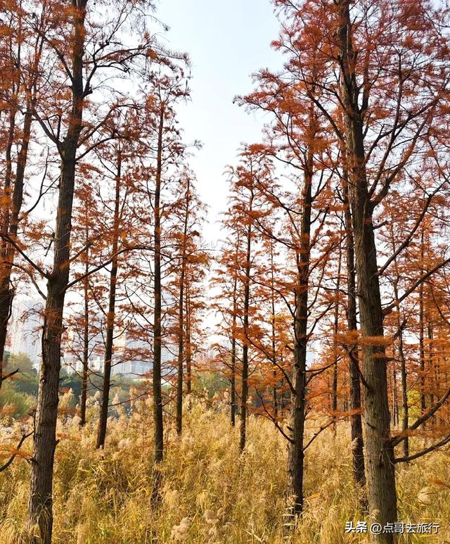 成都旅游真厉害，水杉红又被国际“种草”，这5处超级壮观！