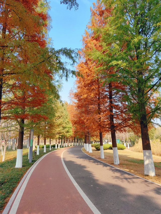 临沂「红杉」「红枫」浓度拉满，出片率100%