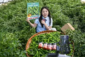 “邮”辣味 助振兴 ——安徽阜阳邮政全力服务辣椒产业发展图片