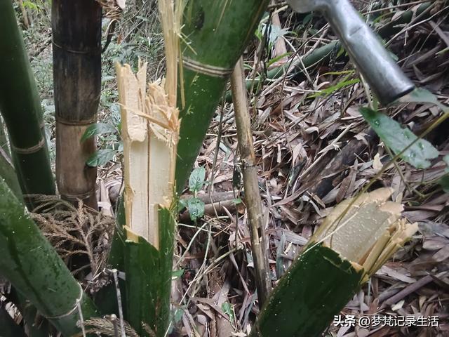 我最近热衷废墟游因为多少总会有收获,加油!我的胜利已近在眼前