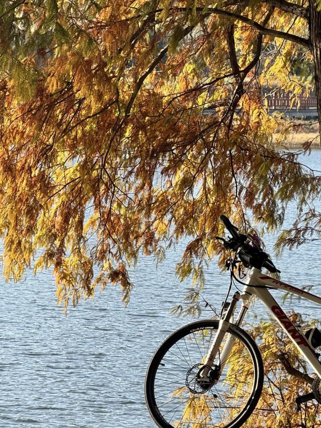 季节限定，丹徒这里“红”了！