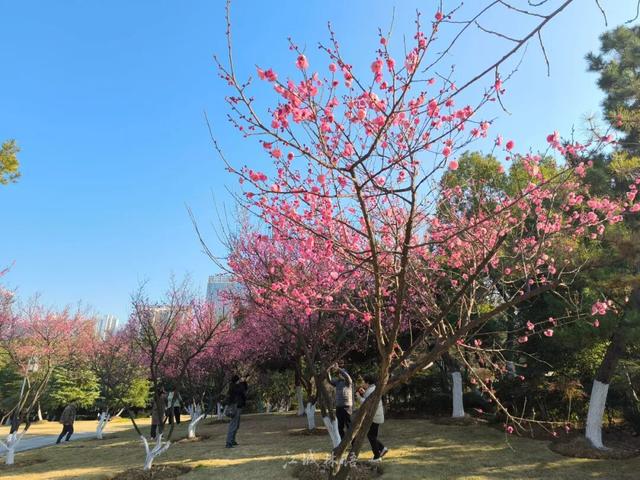 粉色花海开爆！武汉每个区都有，116处全部免费