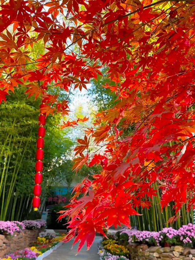 临沂「红杉」「红枫」浓度拉满，出片率100%