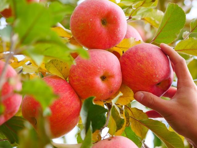 镀了金的新疆秋色，彩色绘就，五处秘境邂逅最诗意的天山南北