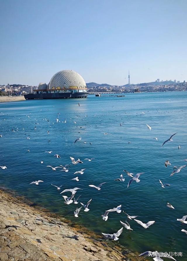 冬日限定浪漫！跟着蒋欣去海上喂海鸥！