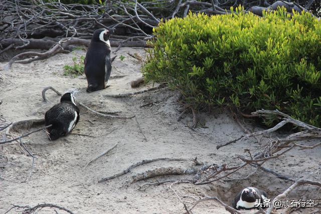南部非洲：南非开普敦企鹅岛