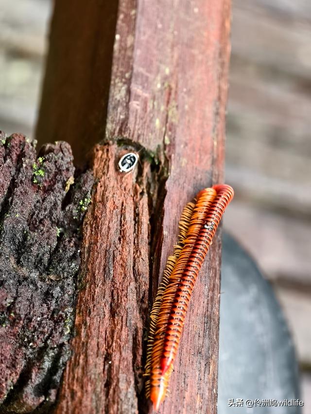 马来西亚(30)砂拉越州④姆鲁山徒步线路