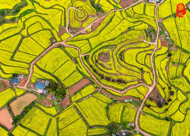 重庆，你糊涂呀！这么美的油菜花海都不宣传，感觉比云南罗平还美