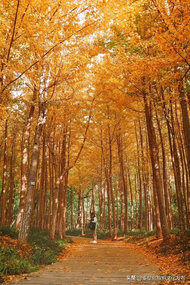 实拍!秦皇岛植物园“金色浪漫”已上线,氛围感拉满!