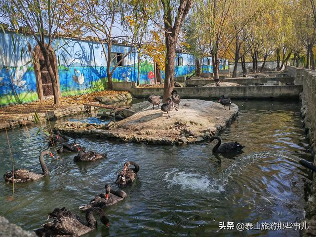 泰安：城西有一个儿童乐园，曾是热门亲子游目的地，现在免费游览