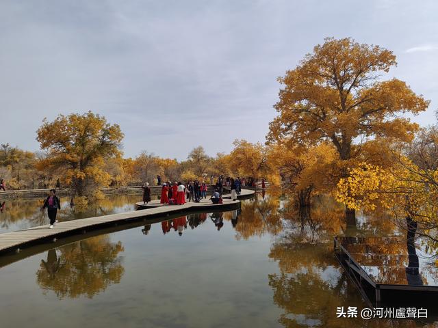 金塔胡杨林