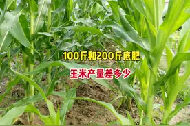 玉米亩施100斤和200斤底肥，产量差多少？2大因素，别施错了图片