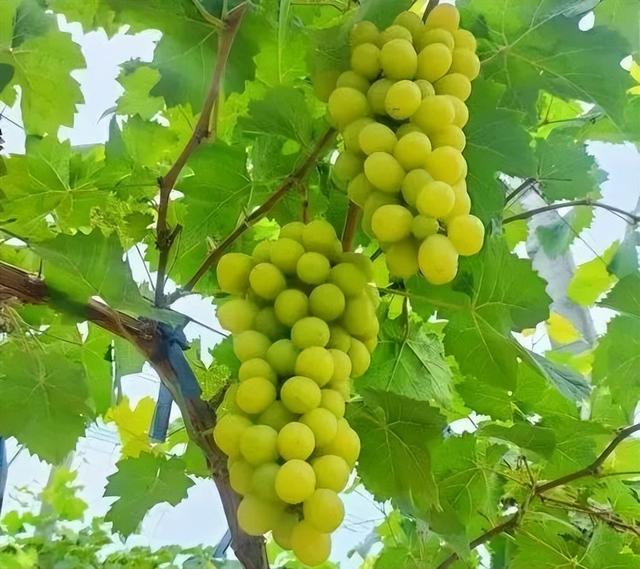甜蜜来袭！济南这里夏日果缤纷，开启采摘狂欢！