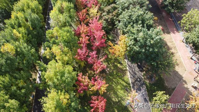 红叶知秋 赏景正当时石家庄公园广场红枫进入最佳观赏期