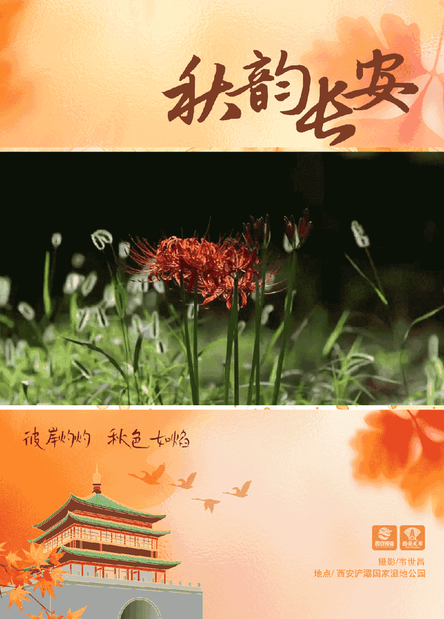 西安这抹秋日限定绯红，美到窒息！