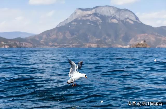 双节同庆·畅游丽江 | 这份文旅盛宴指南请收藏！