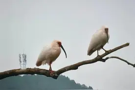 多生孩子才是未来的赢家，穷人多生才能翻盘，丁克注定晚景凄凉图片