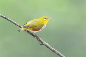 笼中鸟，别乱养！厦门一市民收养三只小鸟，竟摊上事了……图片