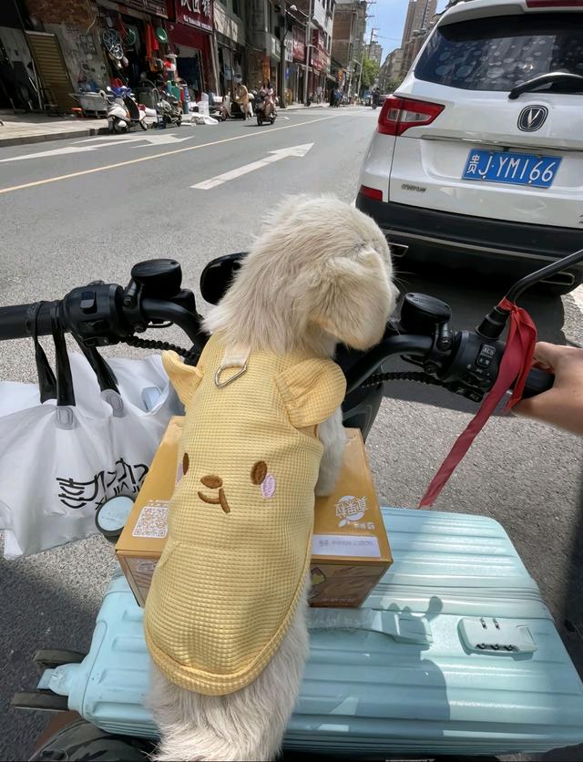 笑死了！每个骑电动车拿快递的铲屎官，都欠狗子一个道歉，哈哈~