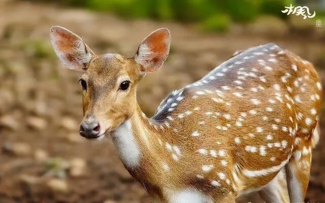 从“飞钓季”到“山水剧场”，观赛度假两不误