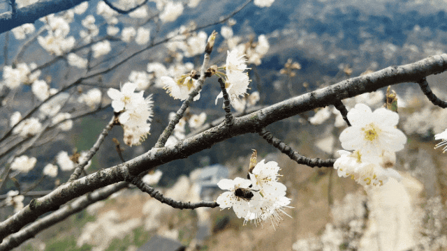 康县的春，从南一路盛开
