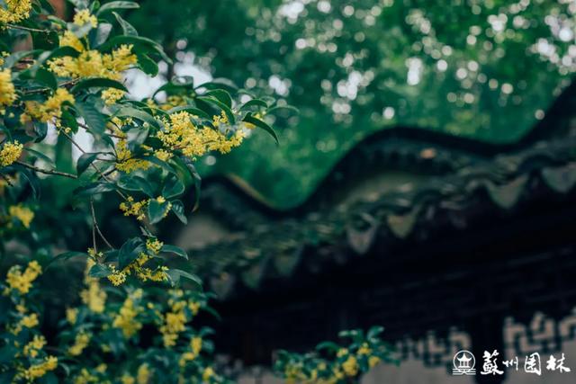 桂香满城！苏州桂花赏花地图来了！