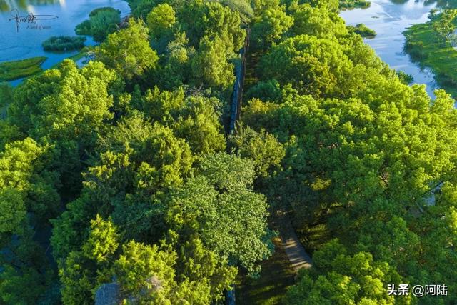 荆州的西门静悄悄，大树掩映着古城墙，郁郁葱葱更显冷清