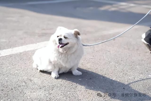 在准格尔相遇：游客的笑脸，是最好的答卷