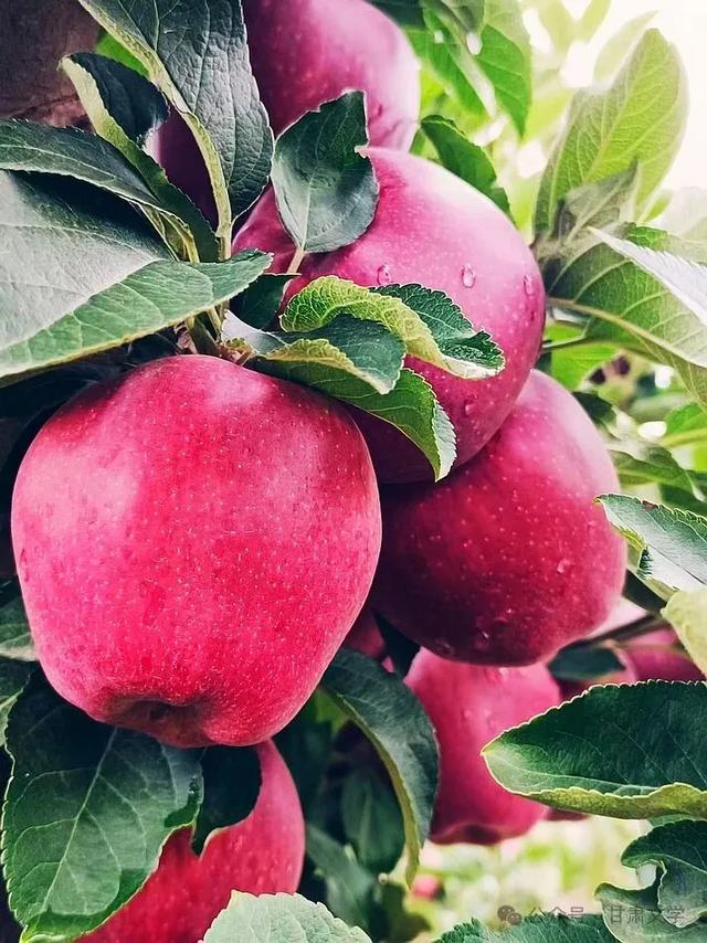 文 子: 苹 果 香