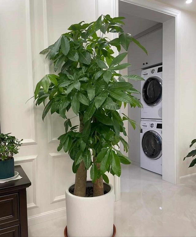 “五树进宅，升官发财”，这5种旺家树，你家室内有没有？