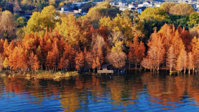 在大理，这个落叶像雪的季节