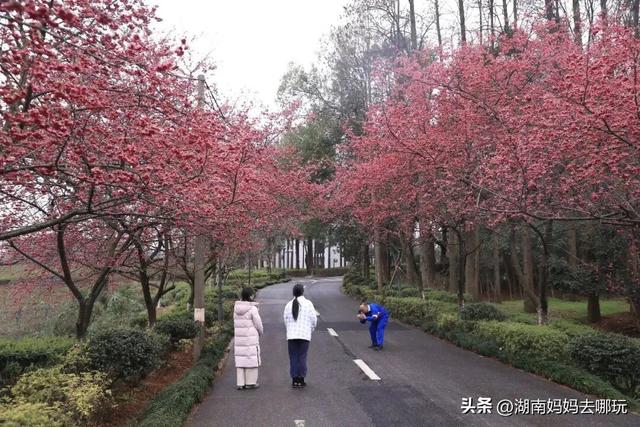 第一波樱花已盛放！带娃冲这里，市中心藏着粉色浪漫