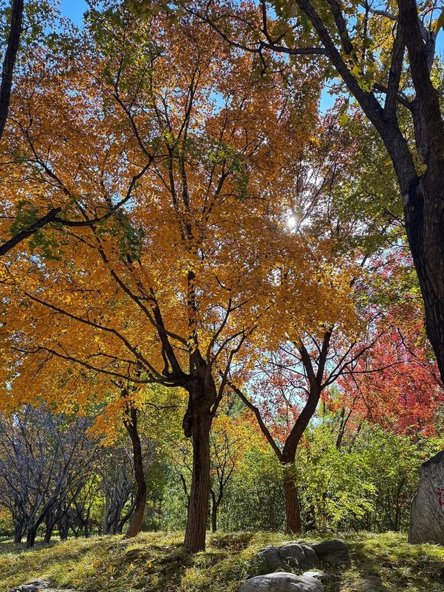谁懂啊？这里的红枫，才是秋日“天花板”！