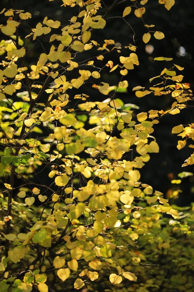 每天早上人气爆棚！就在日照这里！