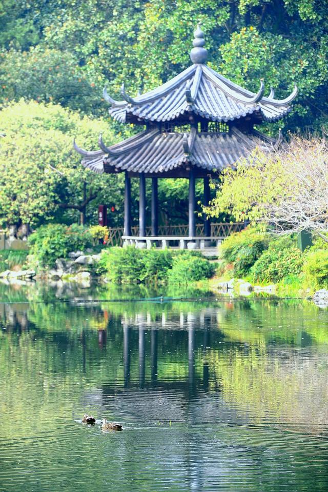 西湖：一砚秋水写晨光