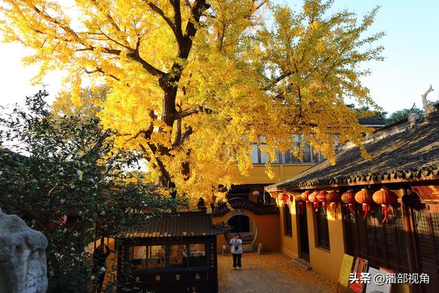 苏州石壁永慧寺，冬日金灿灿的世界，这里的古银杏和寺庙完美组合