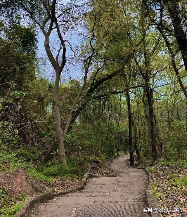 成都龙泉森林徒步路线，被严重低估，不要门票，拍照超级出片！