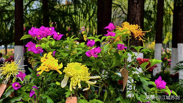 秋韵菊香、沙湖寻美—— 沙湖公园武汉第42届菊花展掠影