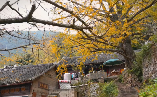 比银杏村静谧！贵州低调千年古村，被誉为“世界银杏之乡”