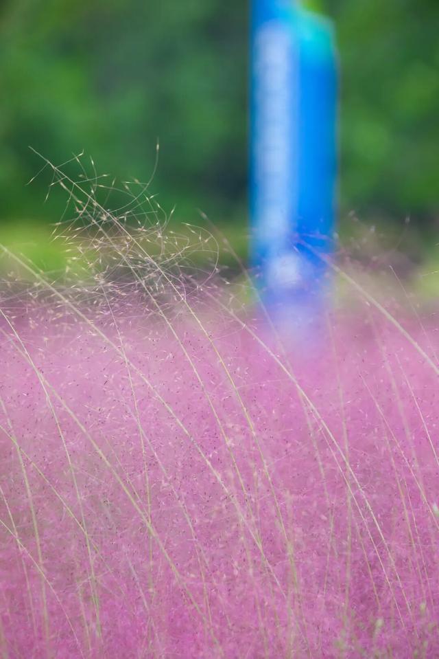 “粉色秘境”已上线！初冬必打卡！位置就在…