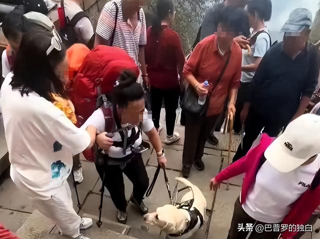 爬泰山的作死夫妻被制裁！导盲犬被收回，身份被扒，家里还有一只
