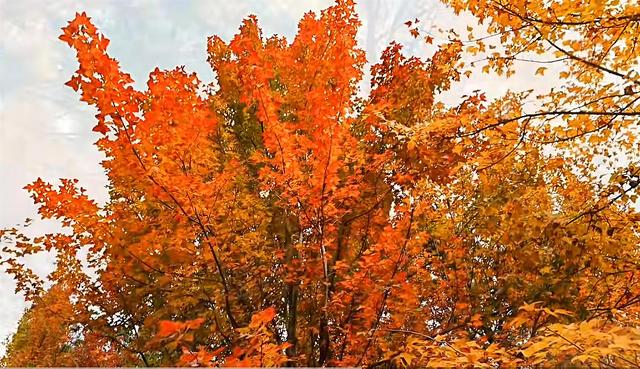 到滇池之上边，看周总理种植的树与秋日红枫林